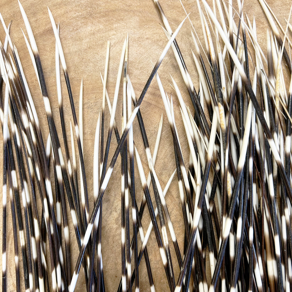 Natural Porcupine Quill Craft Enterprises Natural Porcupine Quill Craft Enterprises